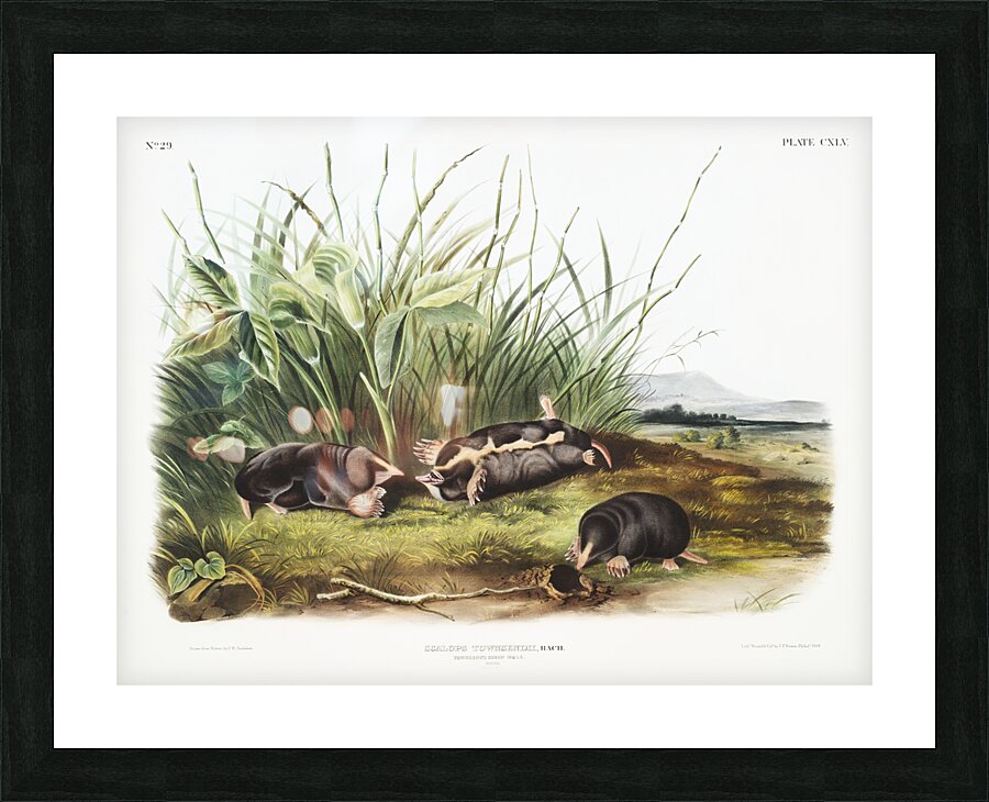 Shrew Mole Scalops Townsendii  Picture Frame print