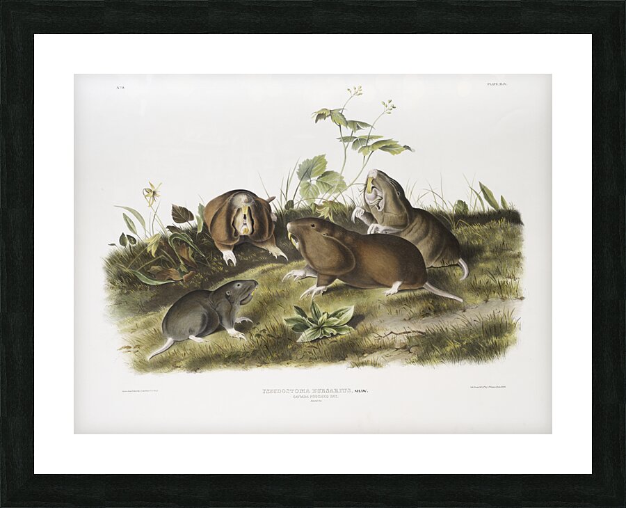 Canada Pouched Rat Pseudostoma bursarius  Picture Frame print