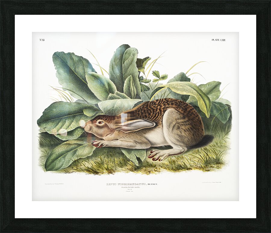 Black-tailed Hare Lepus negricaudatus  Picture Frame print