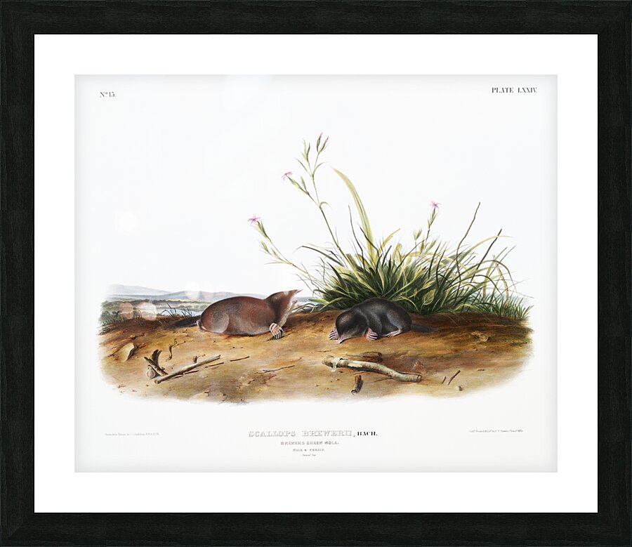 Shrew Mole Scallops Brewerii  Picture Frame print