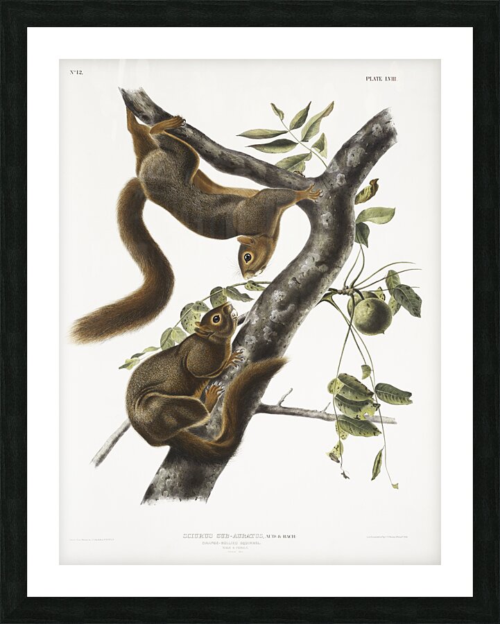 Orange-bellied Squirrel Sciurus sub-auratus  Impression et Cadre photo