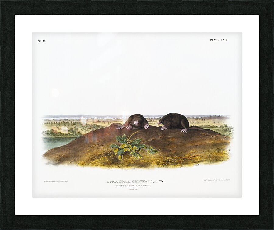 Star-nose Mole Condylura cristata  Picture Frame print
