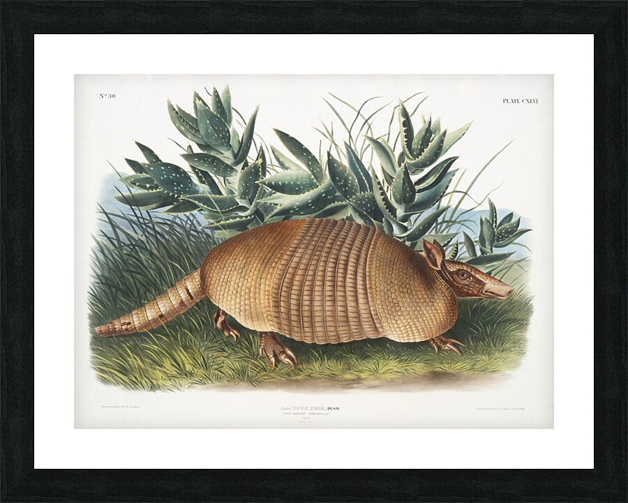 Nine-banded Armadillo Dasypus Peba  Picture Frame print