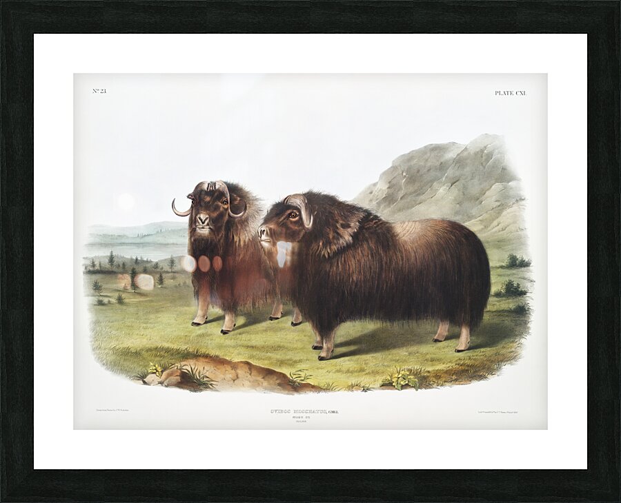 Musk Ox Ovibos moschatus  Picture Frame print