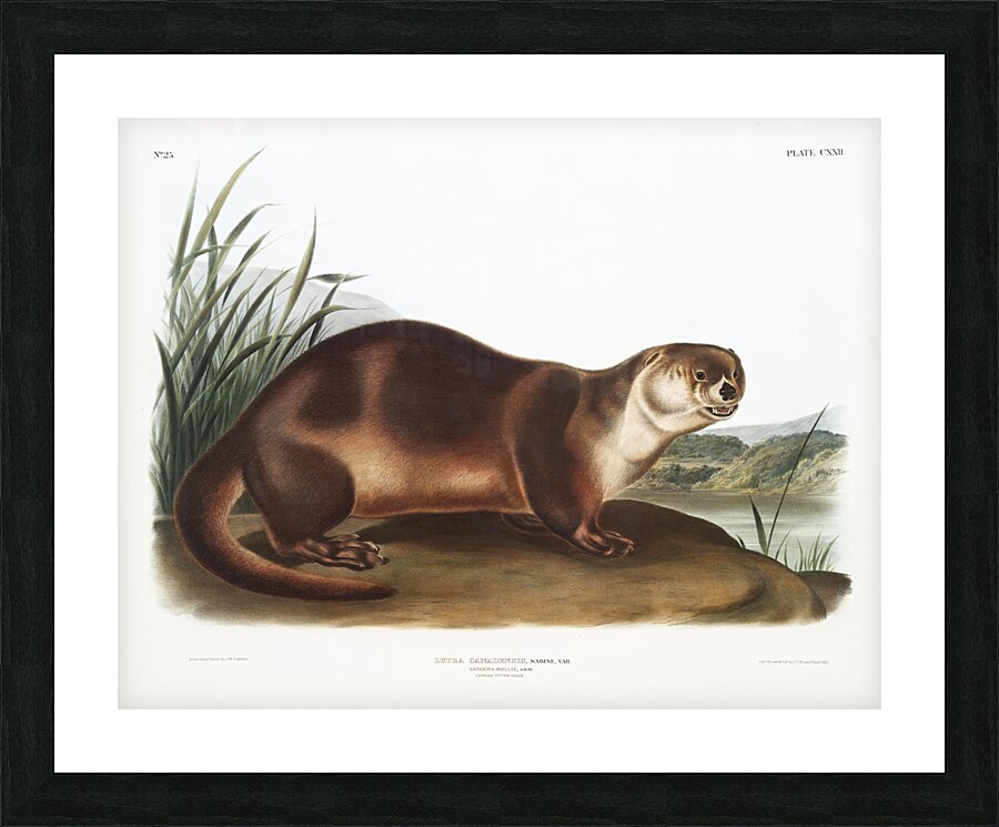 Canada Otter Lutra Canadensis  Picture Frame print