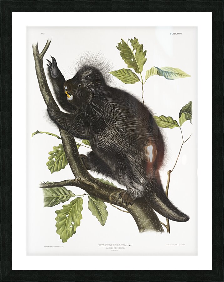 Canada Porcupine Nystrix dorsata  Picture Frame print