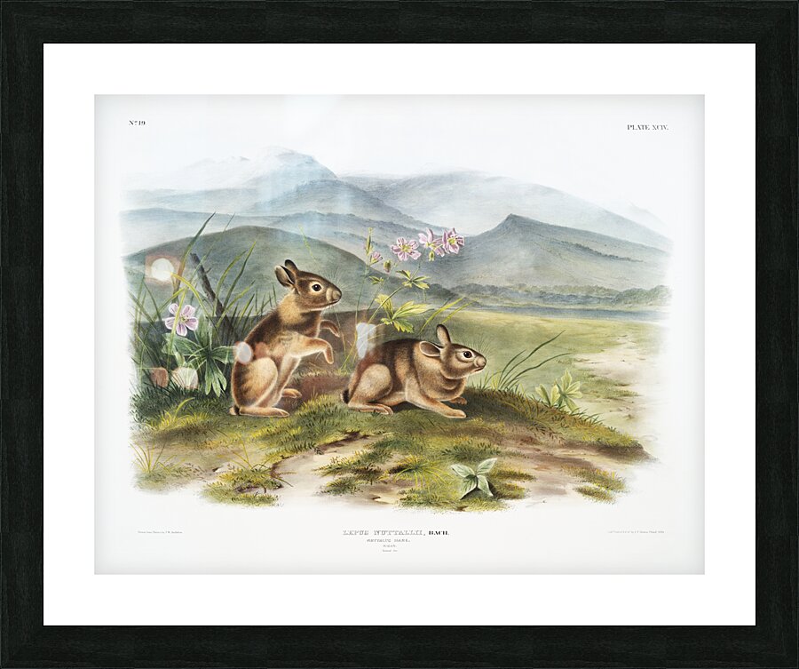 Hare Lepus nuttallii  Picture Frame print