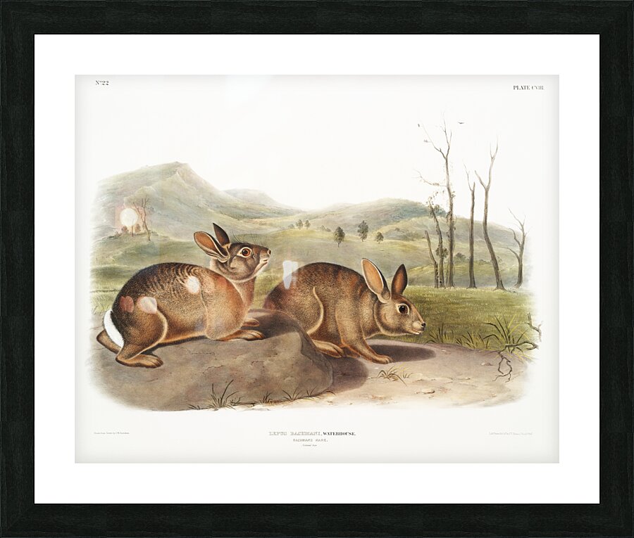 Hare Lepus Bachmani  Picture Frame print