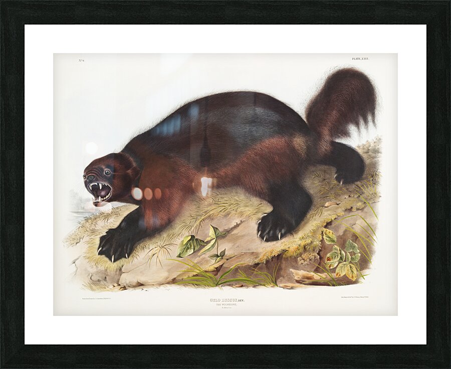 Wolverine Gulo luscus  Picture Frame print