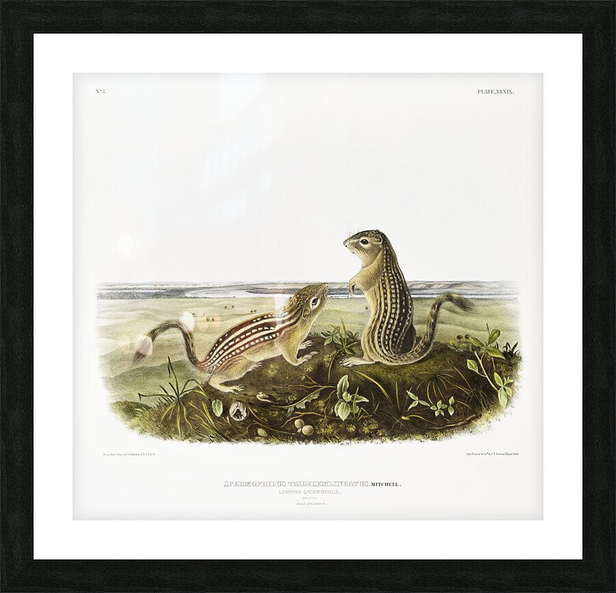 Leopard Spermophile Spermophilus tridecemlineatus  Picture Frame print