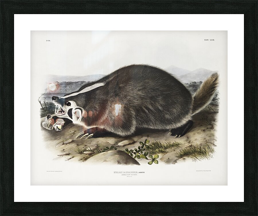 Leopard Spermophile Spermophilus tridecemlineatus  Picture Frame print