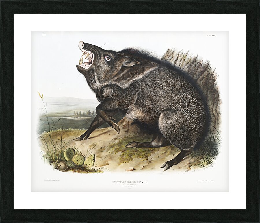 Collared Peccary Dycoteles torquatus  Picture Frame print
