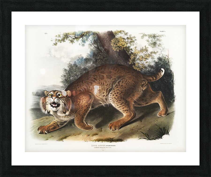 American wild cat Lynx rufus  Picture Frame print