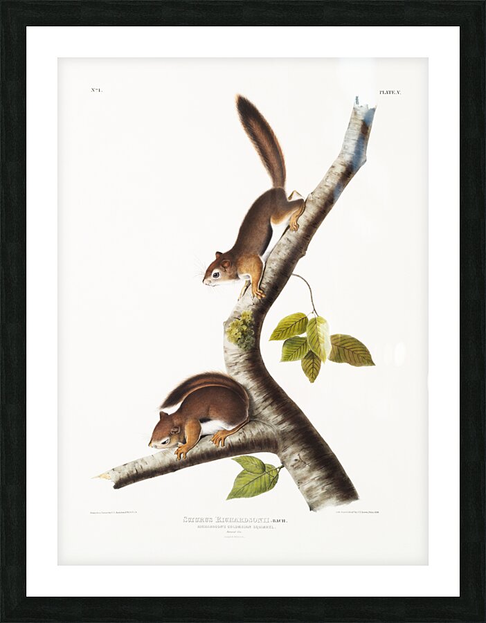 American wild cat Lynx rufus  Picture Frame print