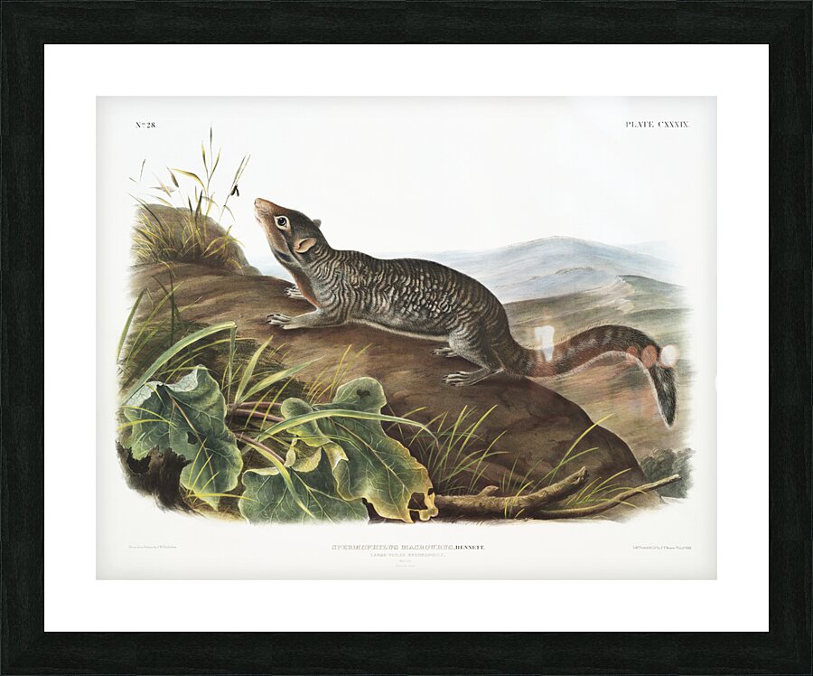 Large-tailed Spermophile Spermophilus macrourus  Picture Frame print
