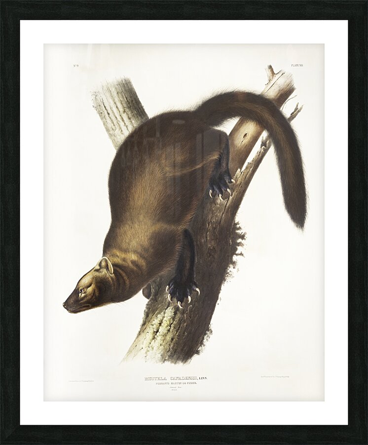 Marten Mustela Canadensis  Picture Frame print