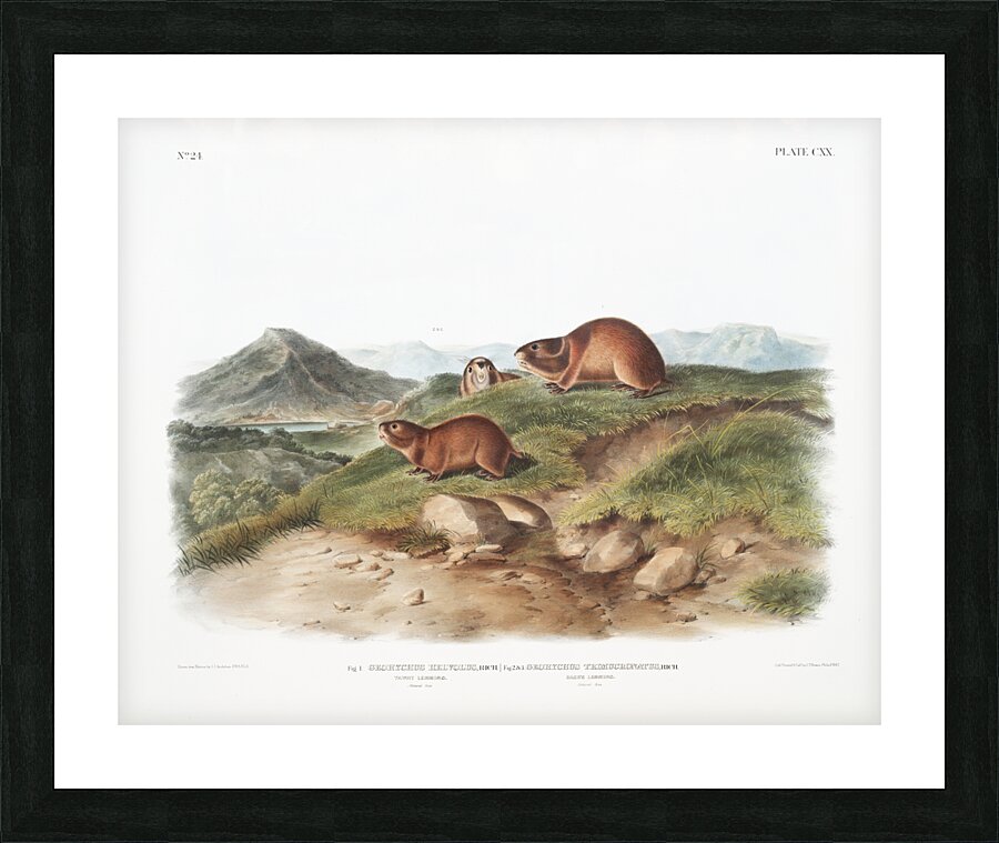 Tawny Lemming Georychus helvolus  Picture Frame print