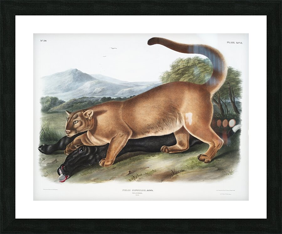 Cougar Felis concolor  Picture Frame print