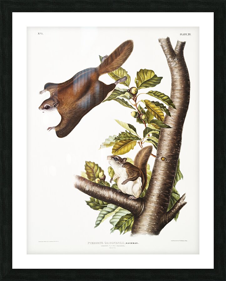 Cougar Felis concolor  Picture Frame print