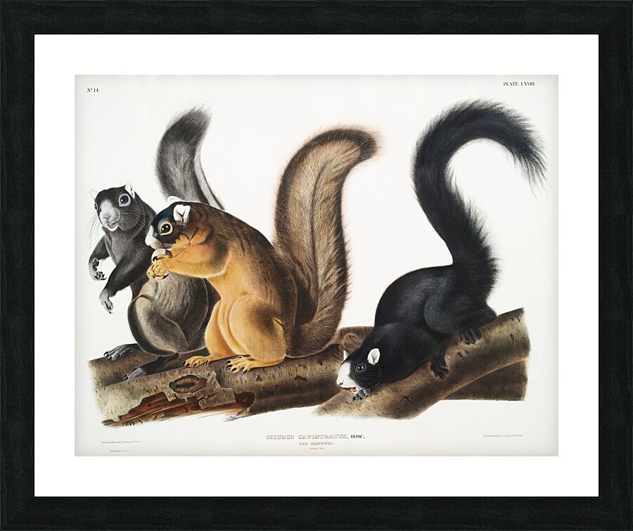 Fox Squirrel Sciurus capistratus  Picture Frame print