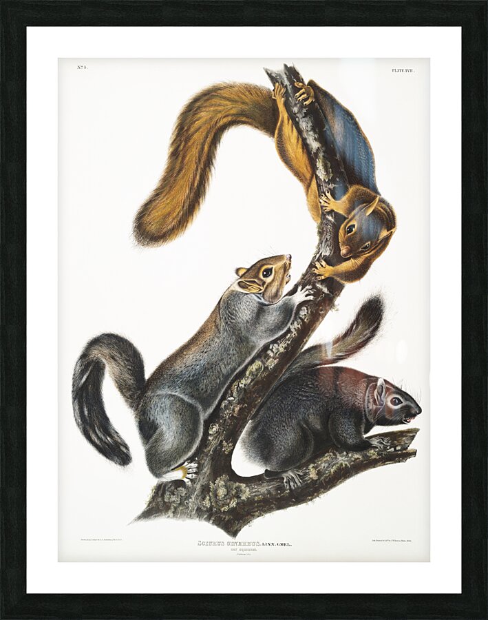 Cat Squirrel Sciurus cinereus  Picture Frame print