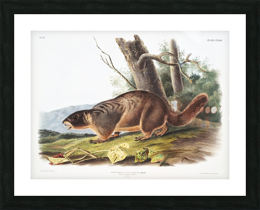 Cat Squirrel Sciurus cinereus  Picture Frame print