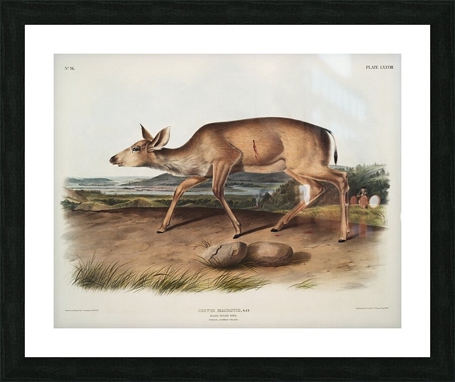 Black-tailed Deer Cervus macrotis  Picture Frame print