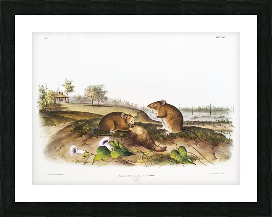 Cotton Rat Arvicola hispidus  Picture Frame print