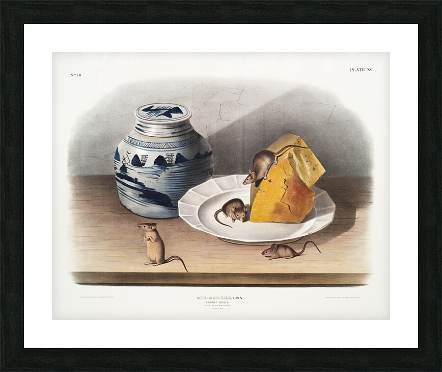 Cotton Rat Arvicola hispidus  Picture Frame print