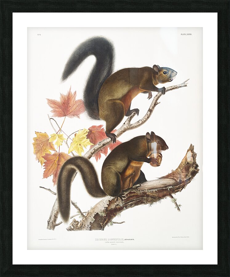 Long-haired Squirrel Sciurus longipilis  Picture Frame print