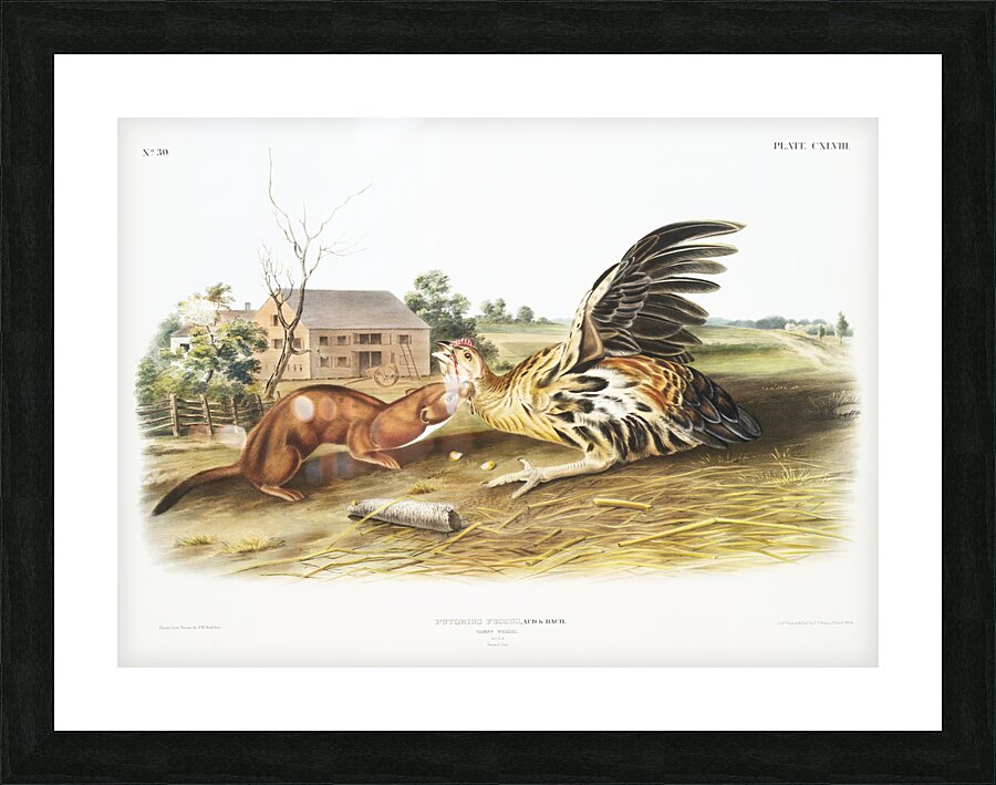 Tawny Weasel Putorius fuscus  Impression et Cadre photo