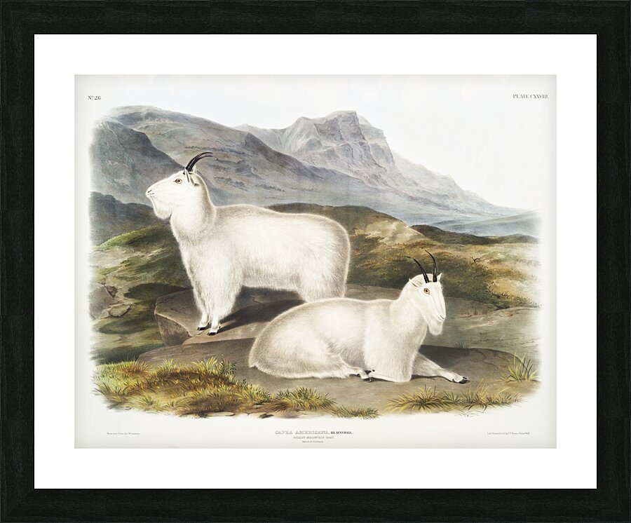 Tawny Weasel Putorius fuscus  Picture Frame print