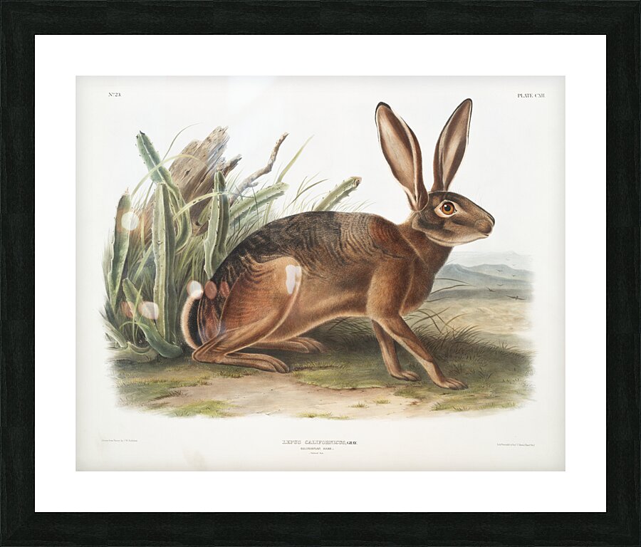 Californian Hare Lepus californicus  Picture Frame print