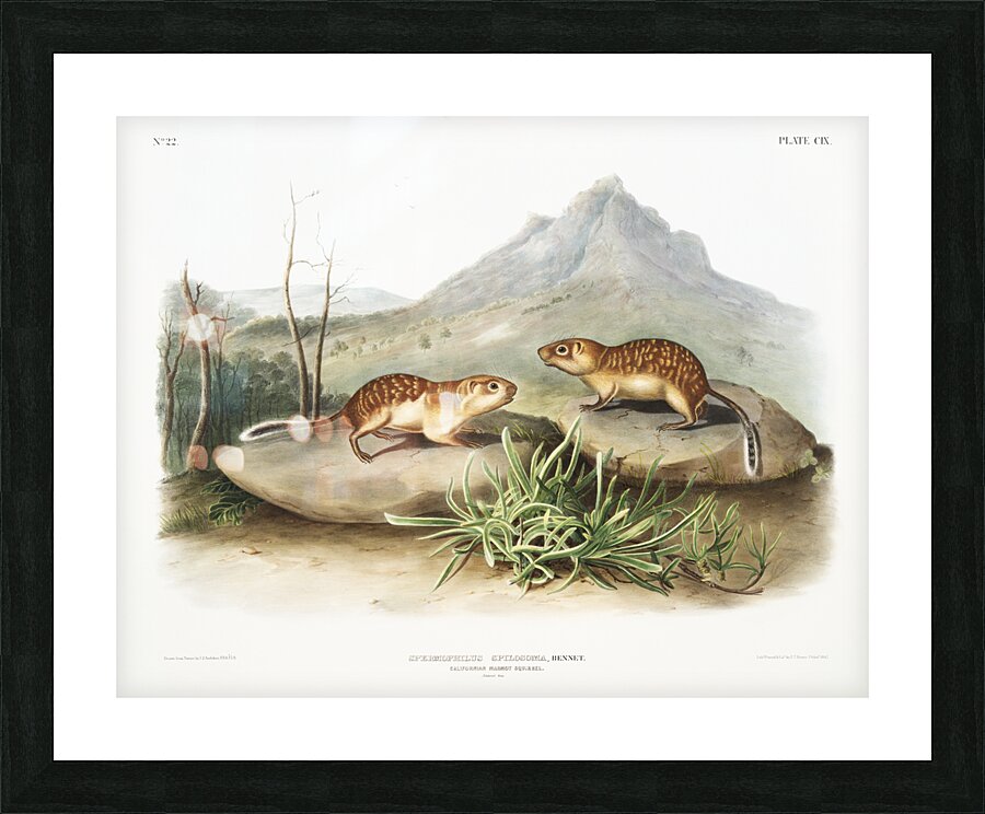 California Marmot Squirrel Spermophilus spilosoma  Picture Frame print