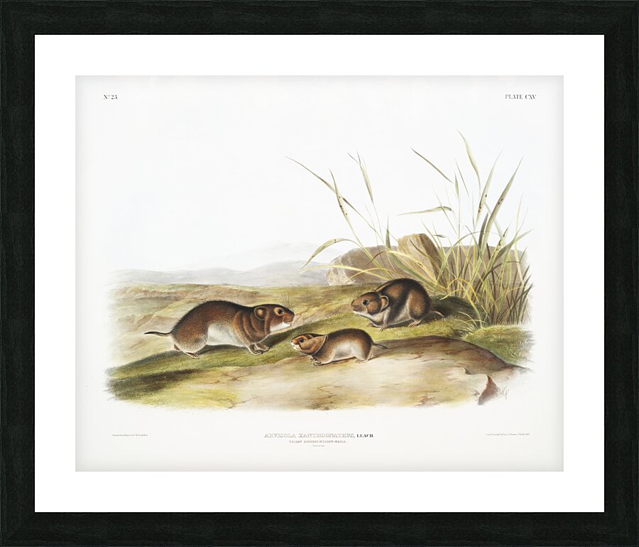 Yellow cheeked Meadow Mouse Arvicola xanthognathus  Picture Frame print