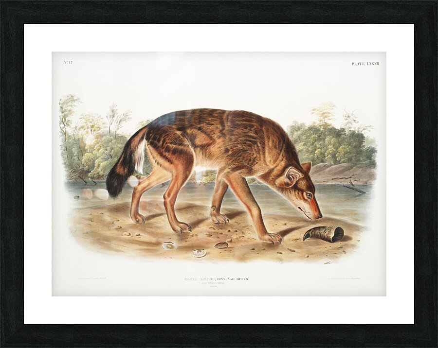 Red Texan Wolf Canis lupus  Picture Frame print