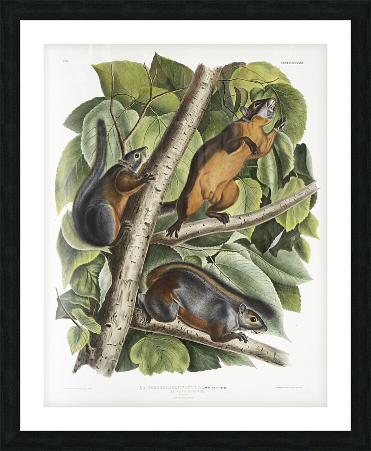 Red Texan Wolf Canis lupus  Picture Frame print