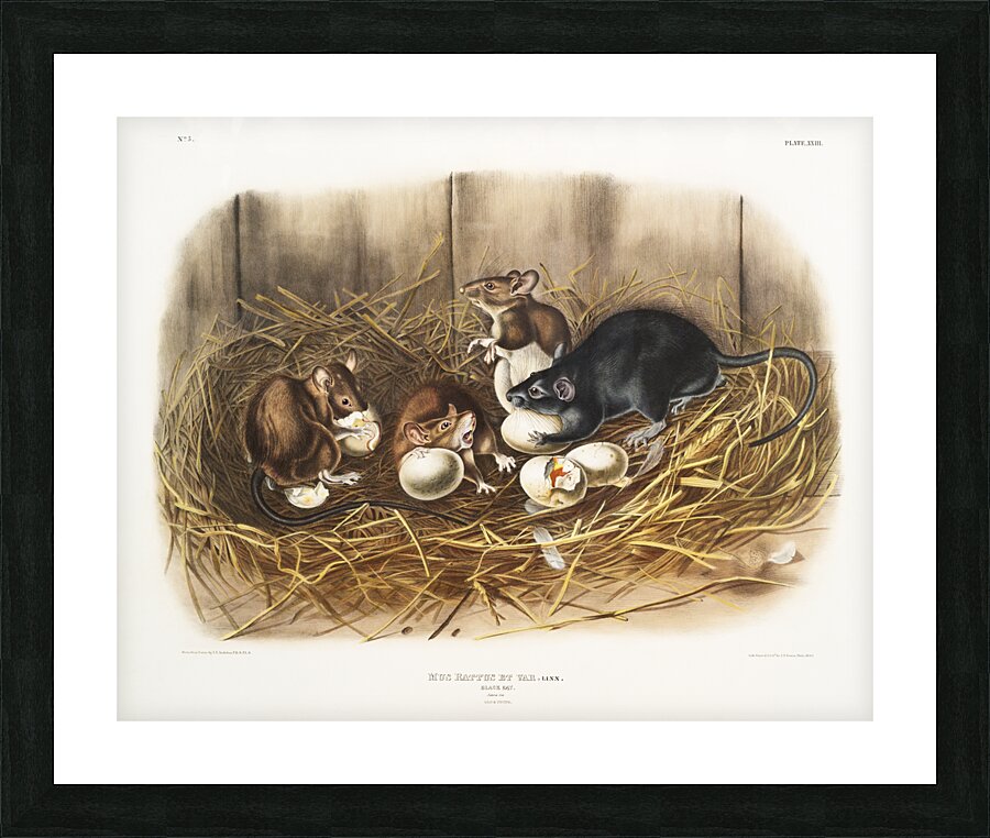 Black Rat Mus Rattus et var  Picture Frame print