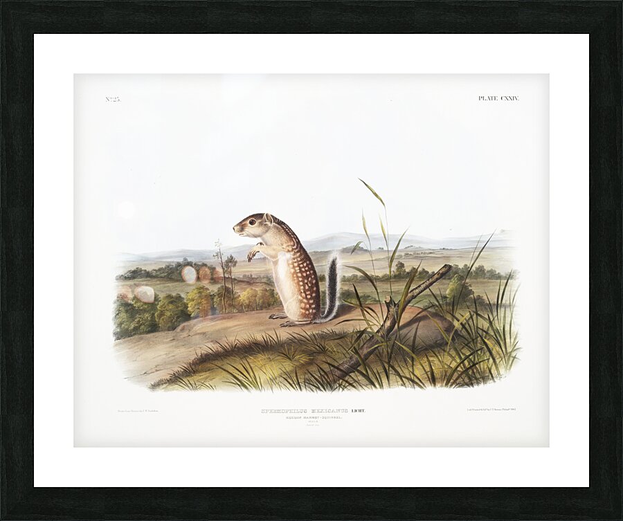 Mexican Marmot Squirrel Spermophilus Mexicanus  Picture Frame print