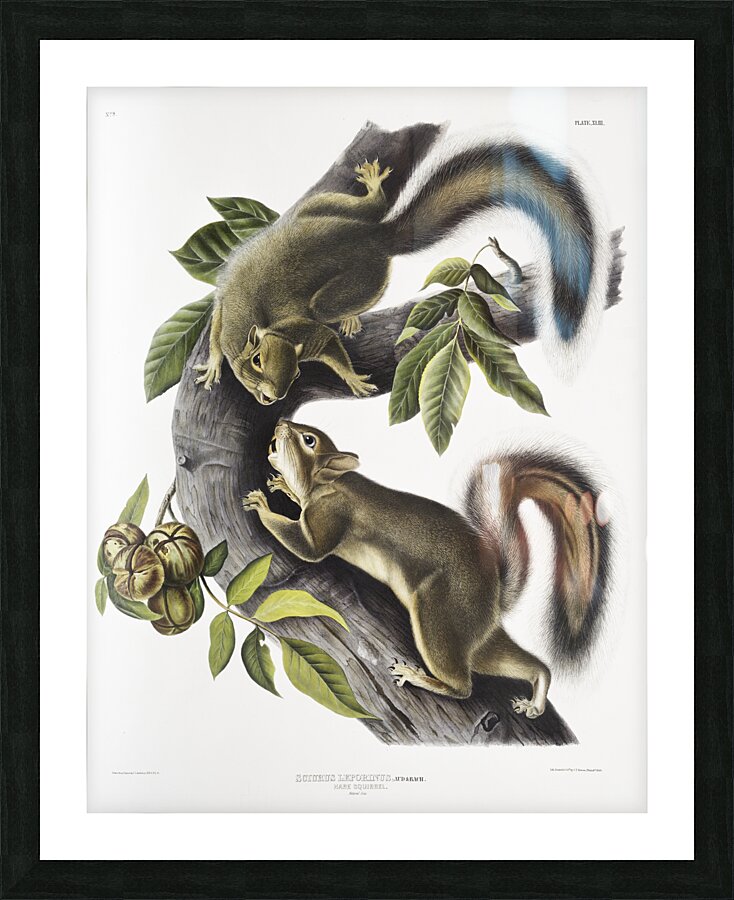 Hare Squirrel Sciurus leporinus  Picture Frame print