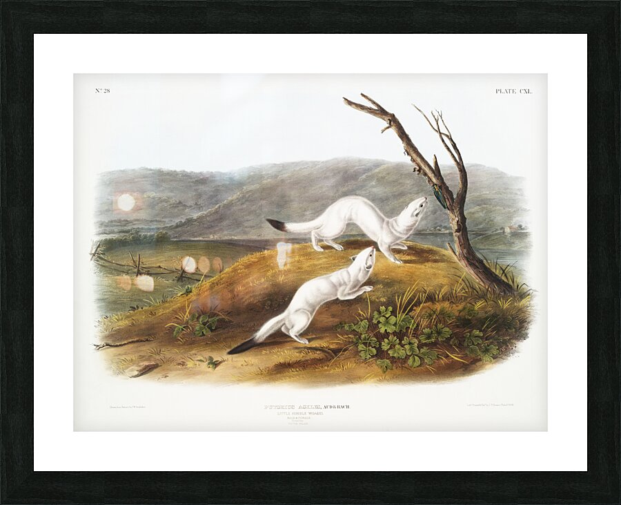 Little Nimble Weasel Putorius agilis  Picture Frame print