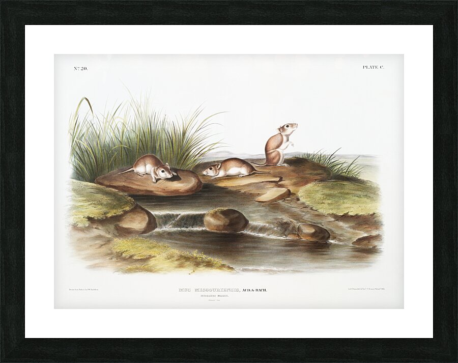 Missouri Mouse Mus missouriensis  Picture Frame print