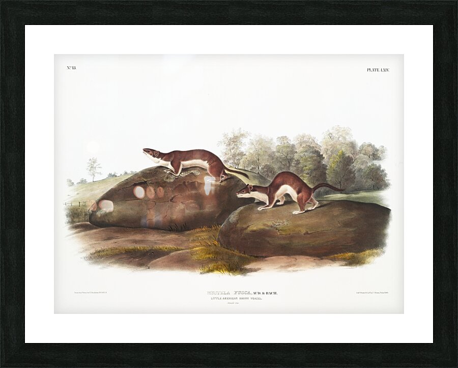 Little American Brown Weasel Mustela fusca  Picture Frame print
