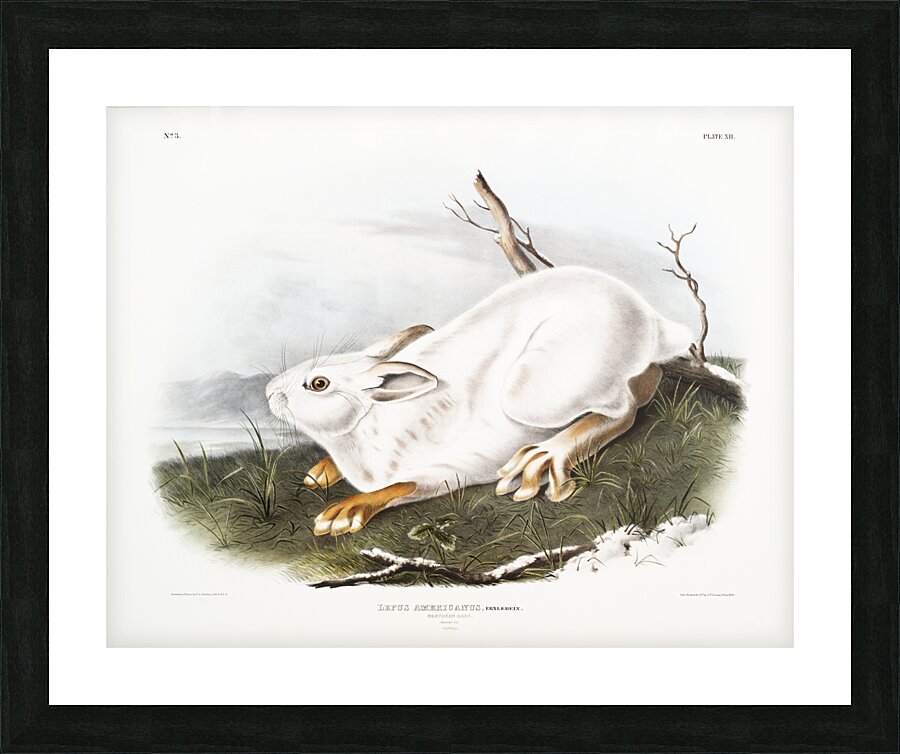 Northern Hare in winter Lepus Americanus  Picture Frame print