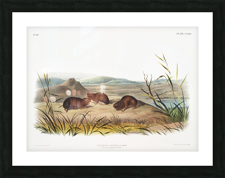 Northern Meadow-Mouse Arvicola borealis  Picture Frame print