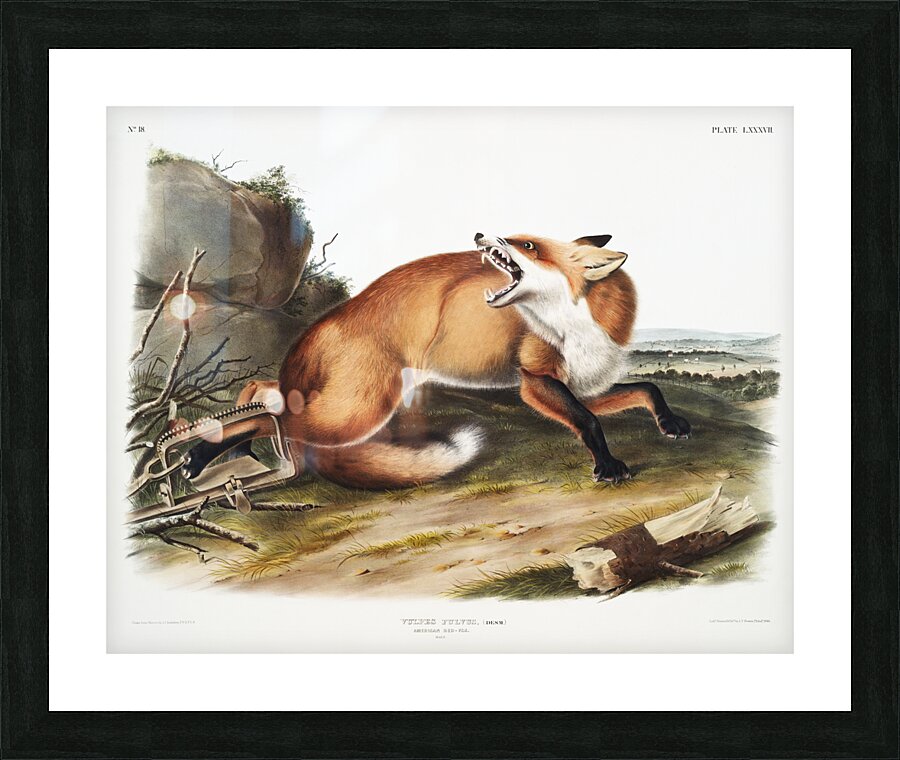 American Red-Fox Vulpes Fulvus  Picture Frame print