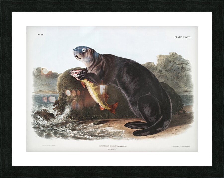 Sea Otter Enhydra marina  Picture Frame print