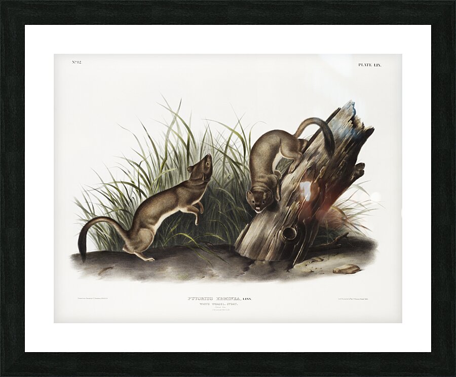 White Weasel Stoat Puttorius ermninea  Picture Frame print