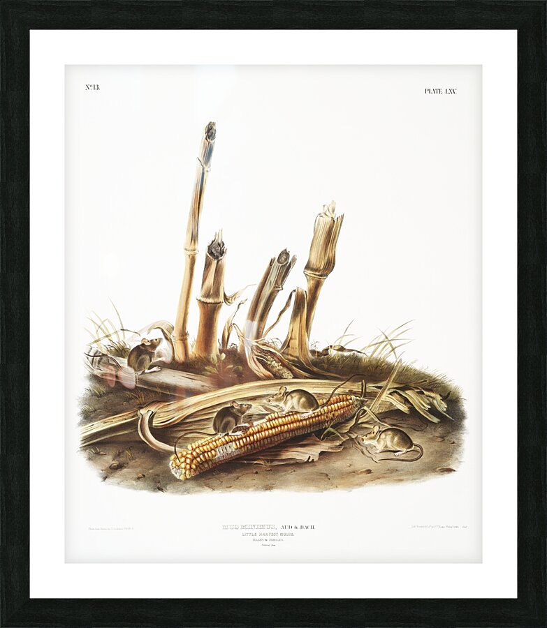 Little Harvest Mouse Mus minimus  Picture Frame print