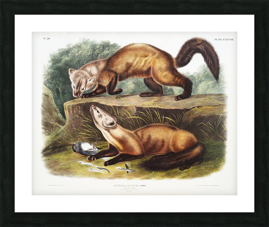 Pine Marten Mustela martes  Picture Frame print